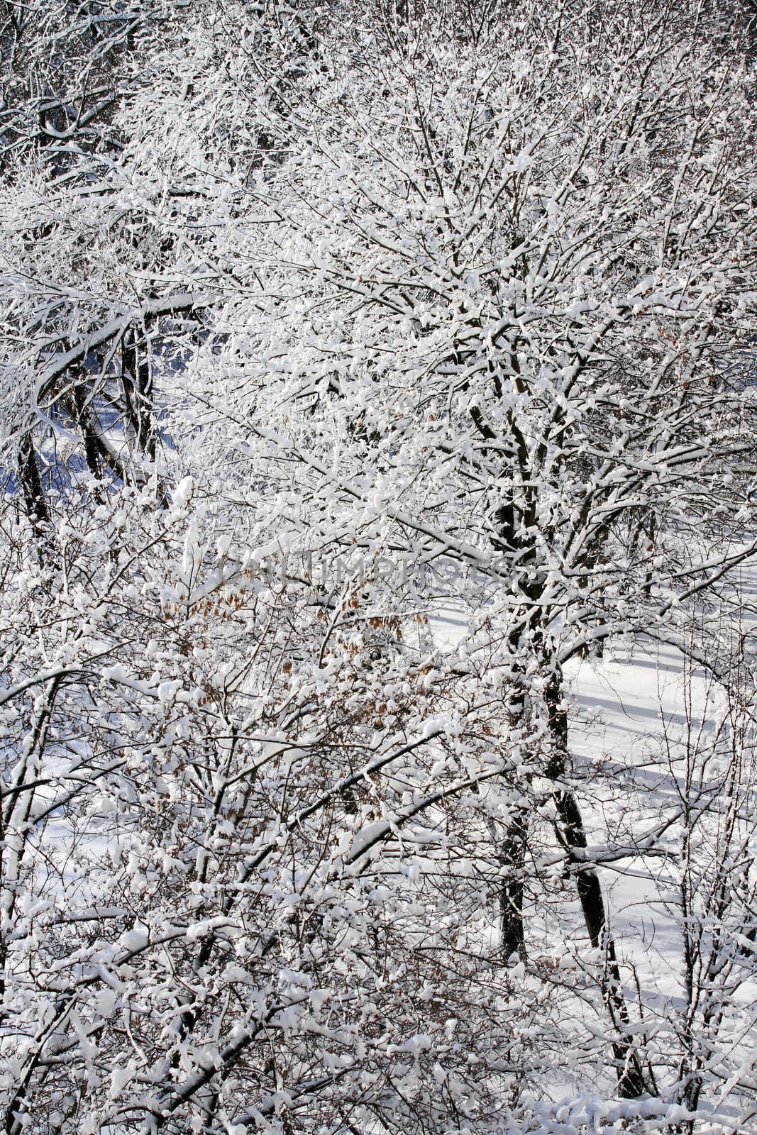 snowy landscape, winter in Russia