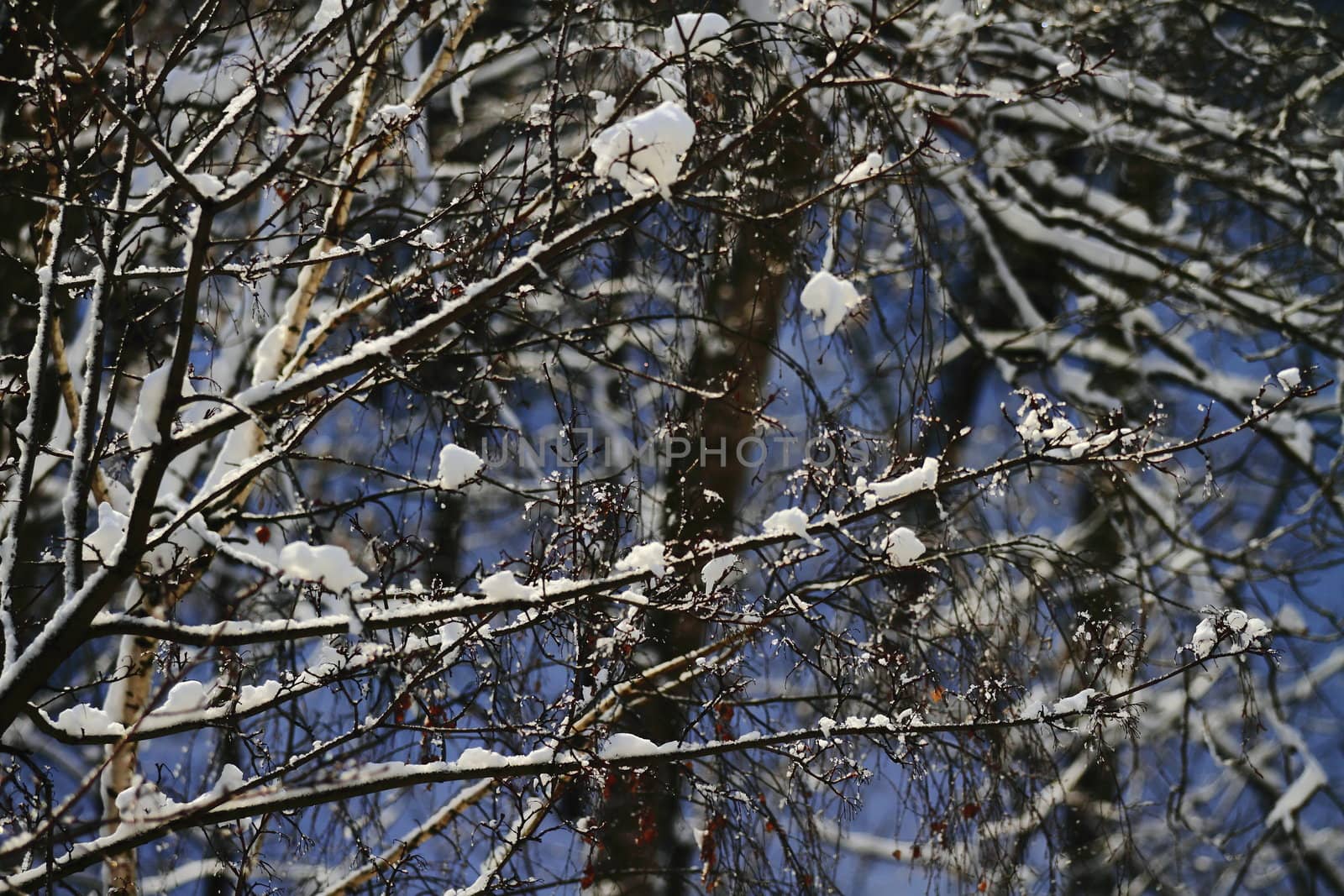 snowy landscape, winter in Russia