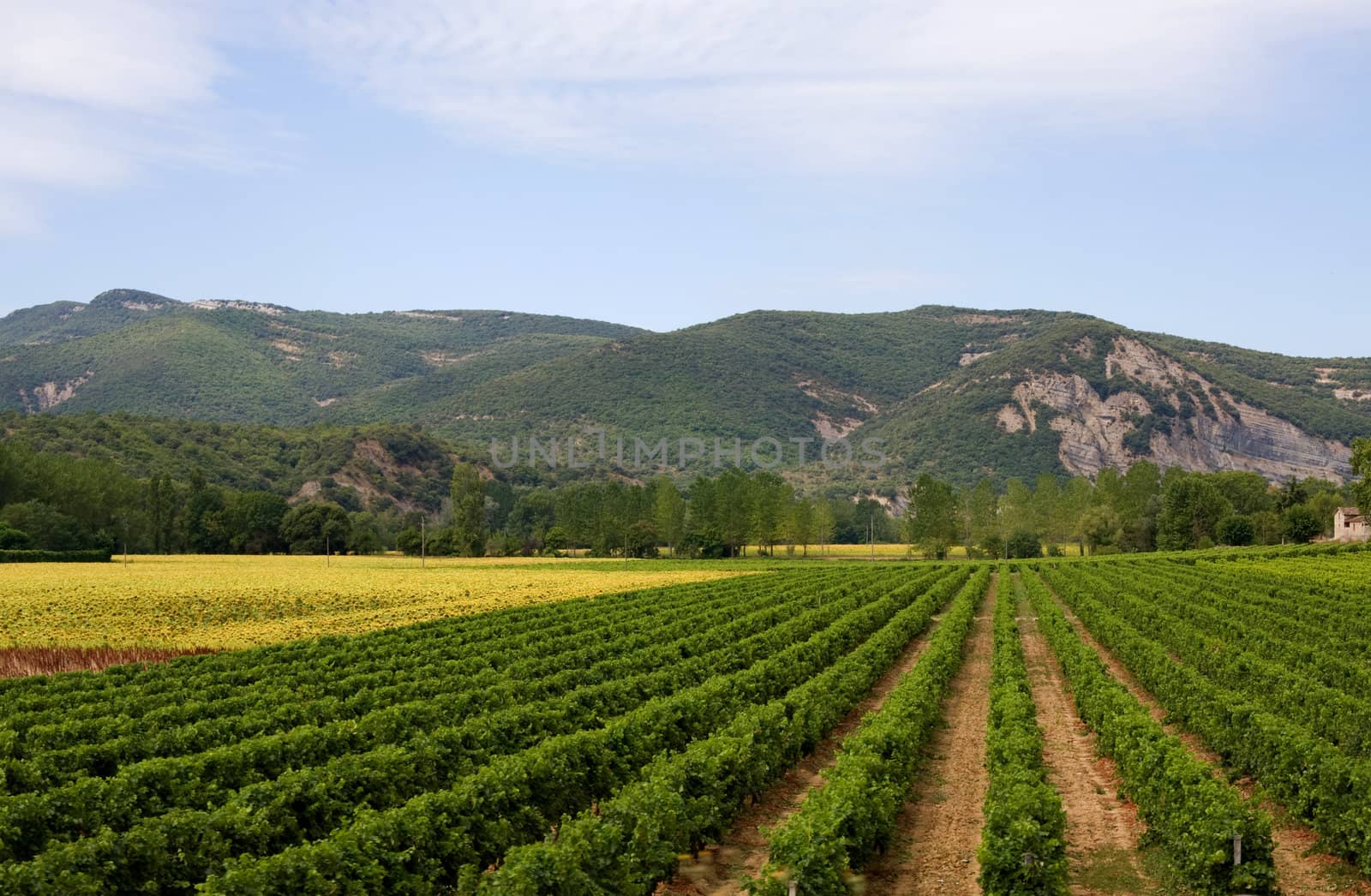 Landscape with vineyard, sunflowers and mountains in the Ardeche of France