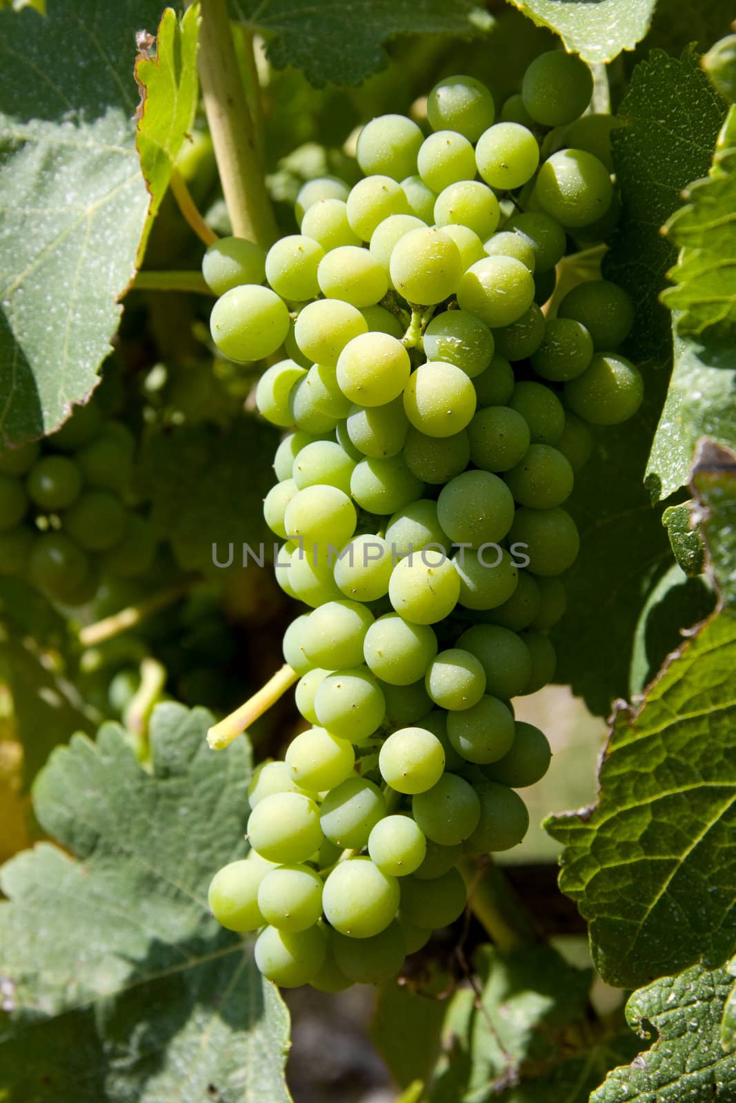 White wine grapes in vineyard hanging in sunshine