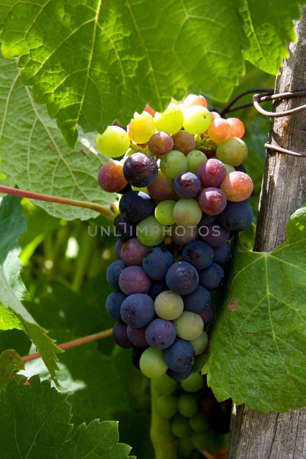 wine grapes in vineyard hanging under leaves
