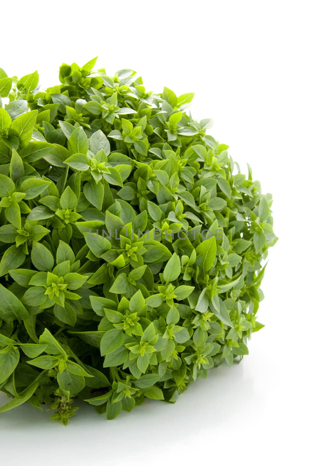 Plant of fine basil isolated on white background