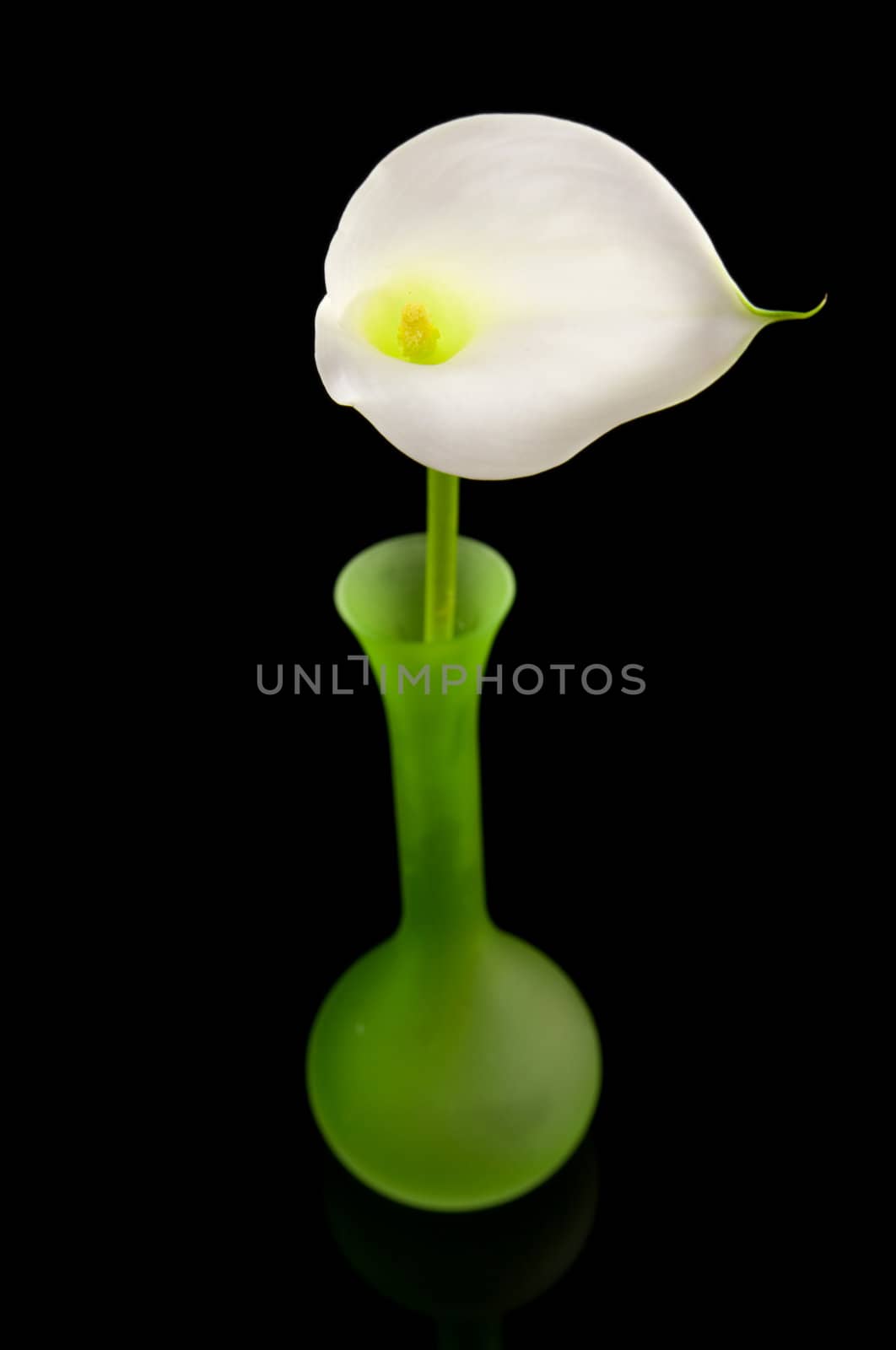 beautiful white Calla lilly in green vase over black background