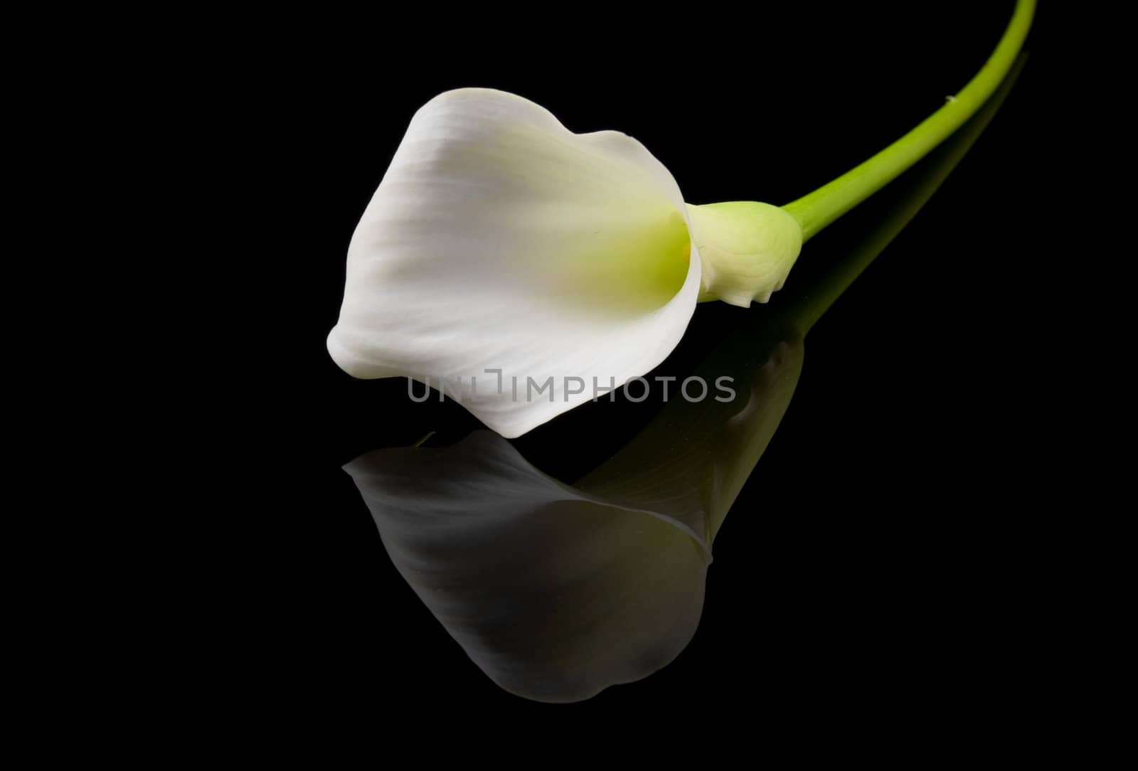 beautiful white Calla lilly over black background