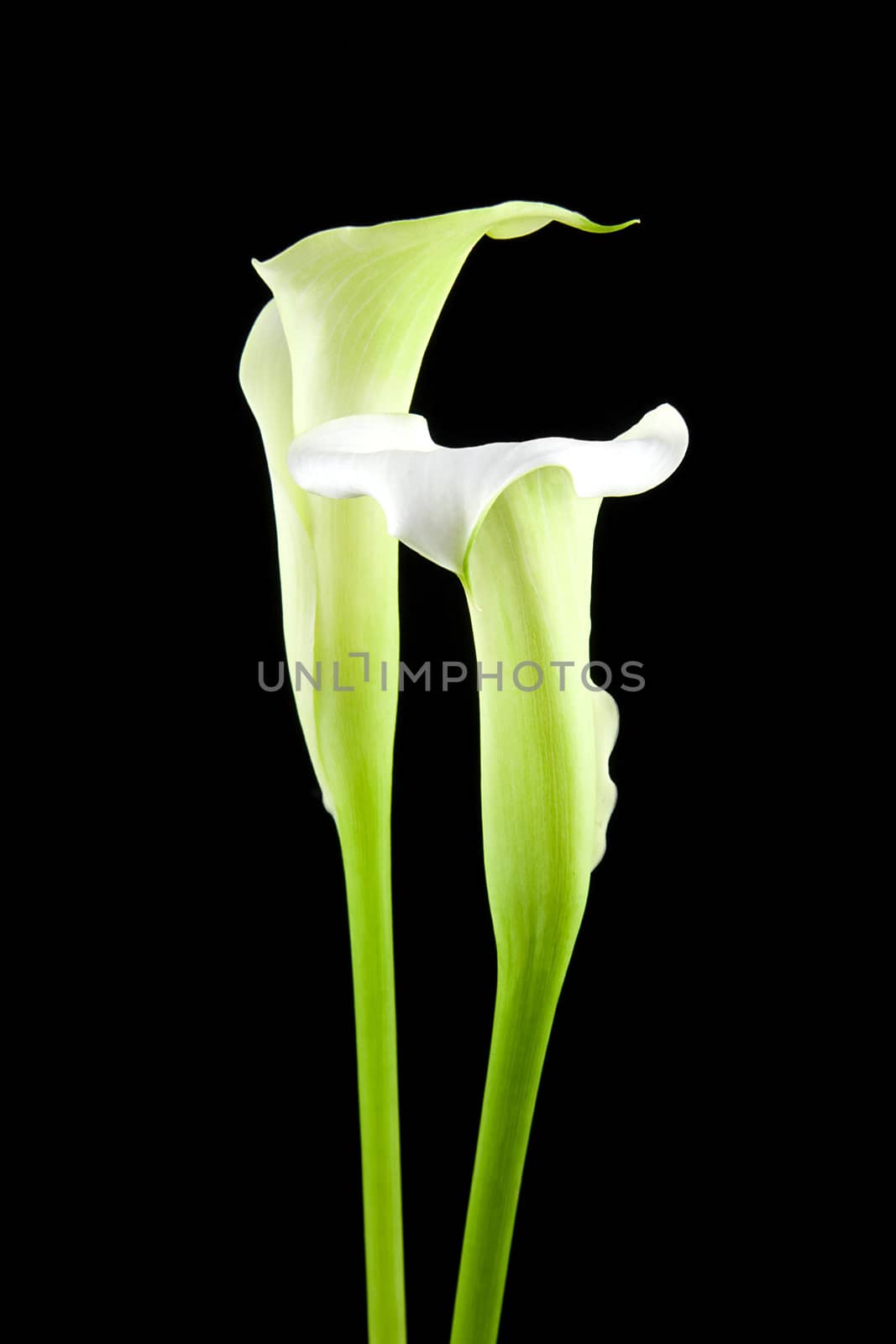 Beautiful white Calla lillies  over black background