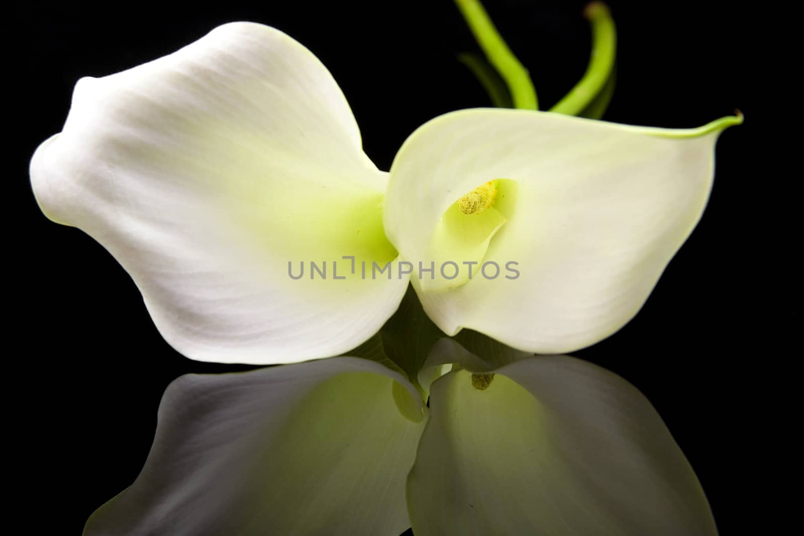 Beautiful white Calla lillies with mirroring over black background