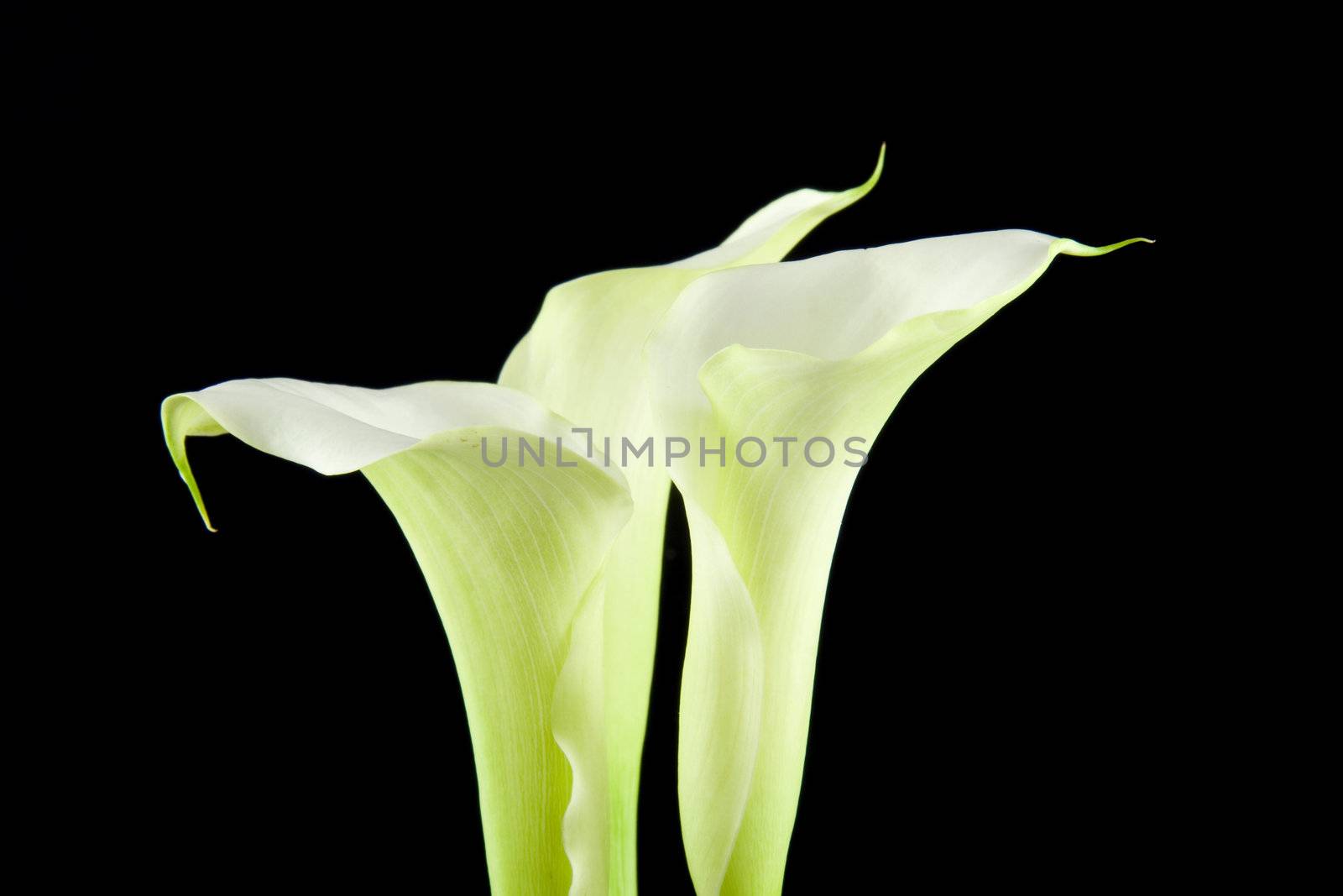 White Calla flower in closeup by sannie32