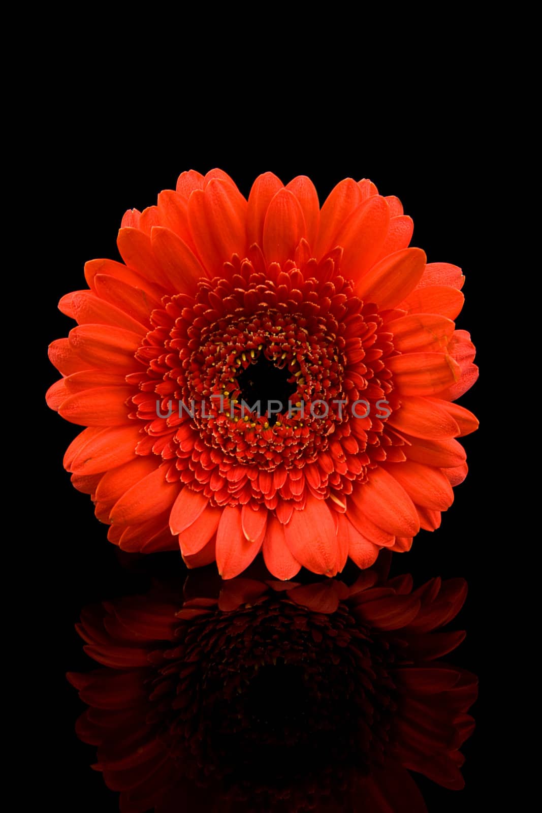 Red Gerber flower in closeup over black background