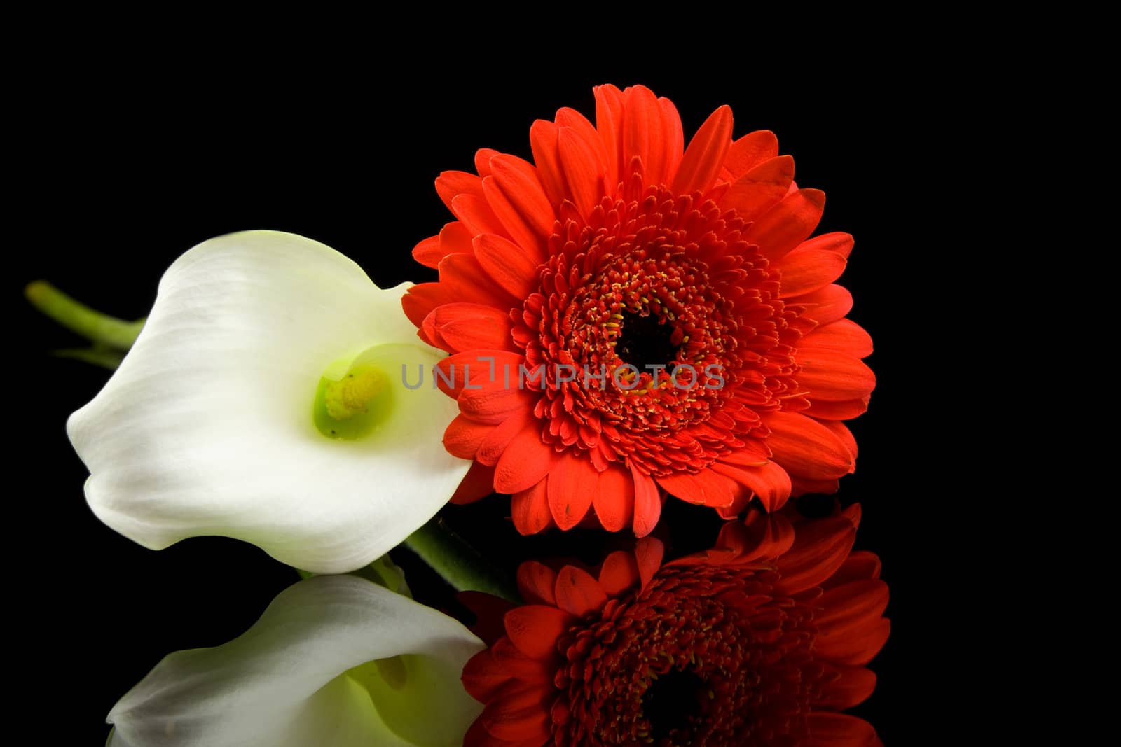 White Calla and red Gerber flowers with mirroring over black background