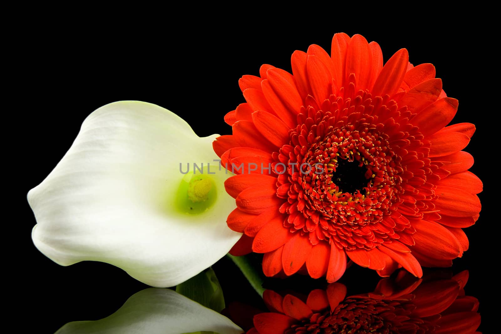 White Calla and red Gerber flowers with mirroring over black background