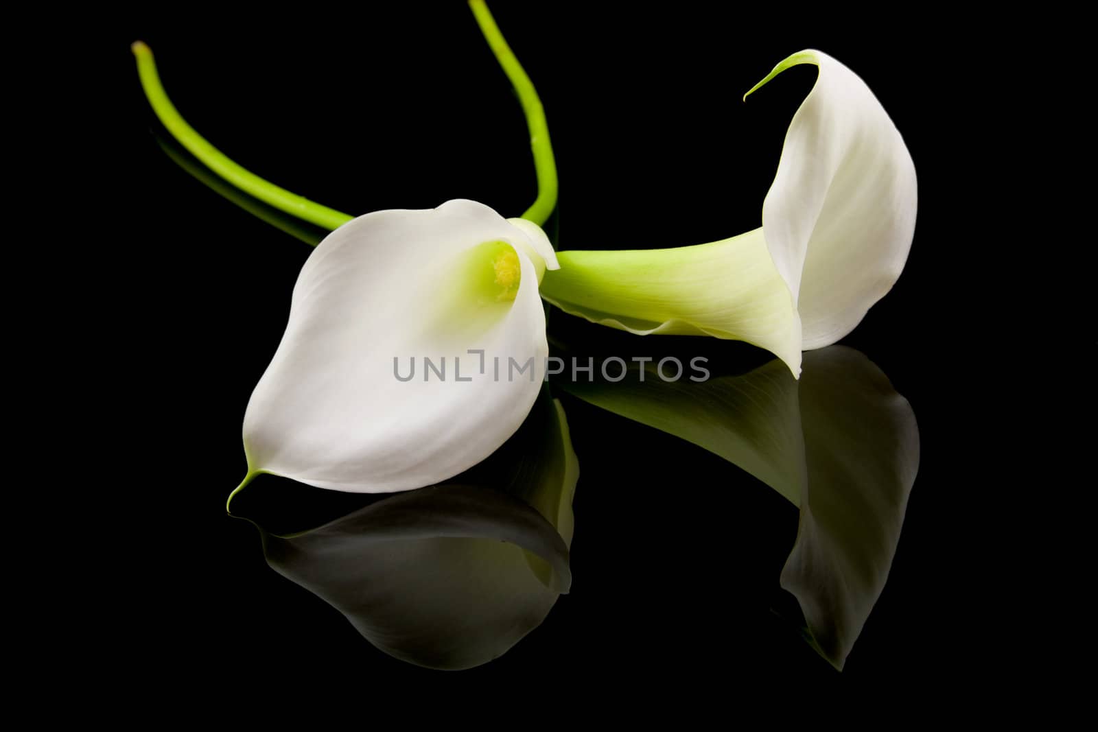 beautiful white Calla lilly  by sannie32