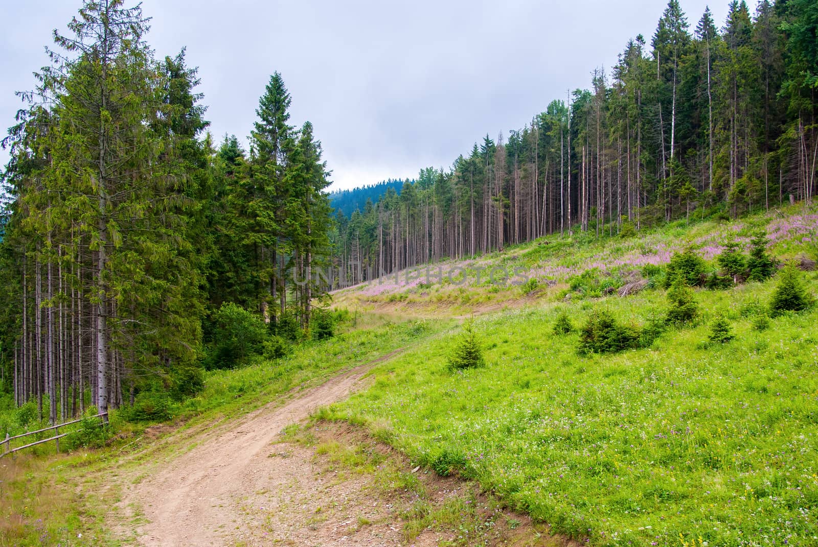 Path in the pine forest, carpathian