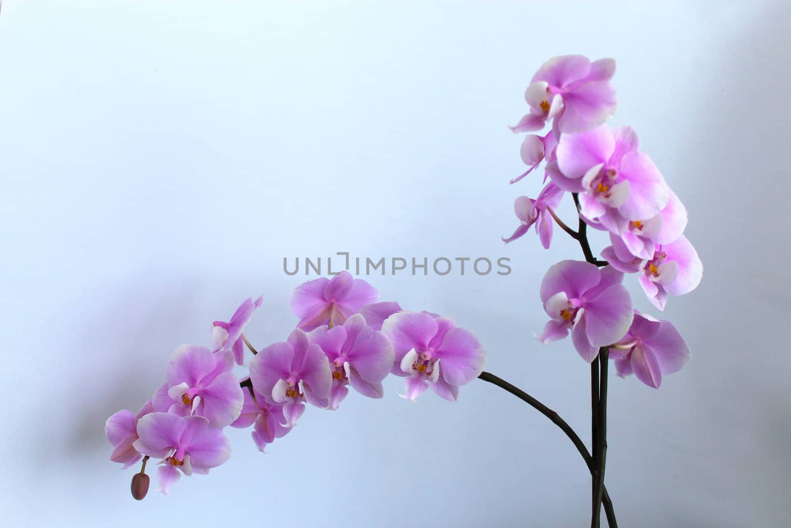 Fine branch of a blossoming pink orchid by alexmak