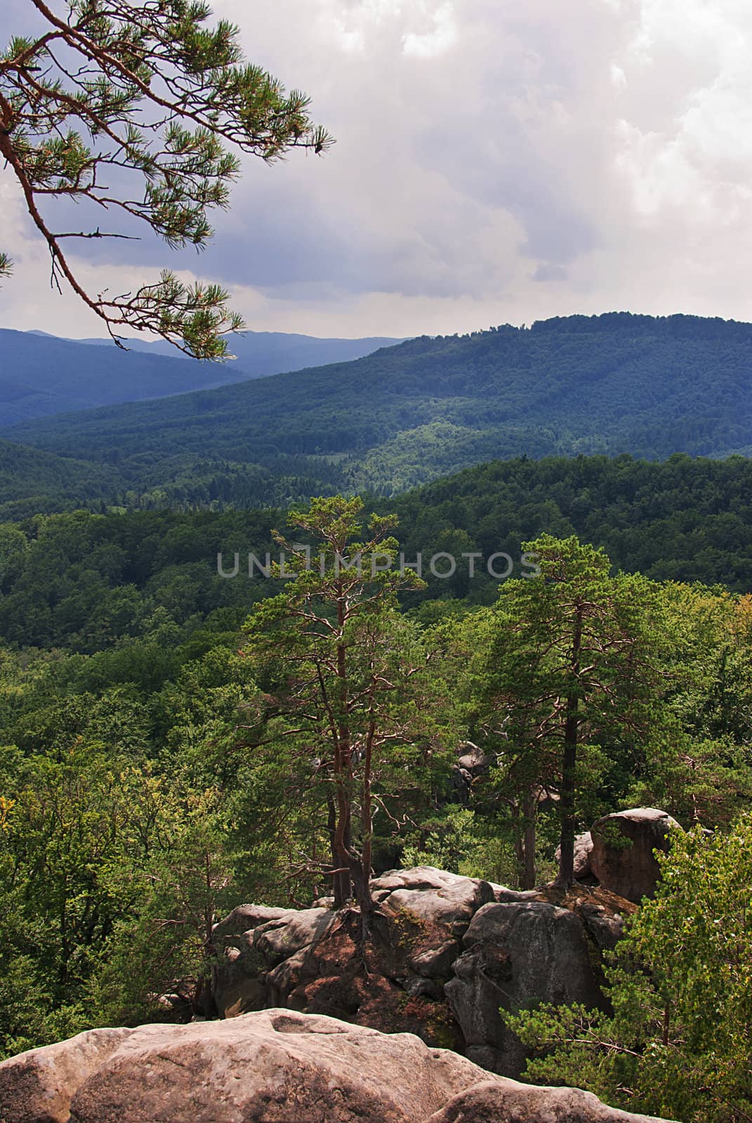 Beautiful green mountain landscape with trees in Carpathians by Zhukow