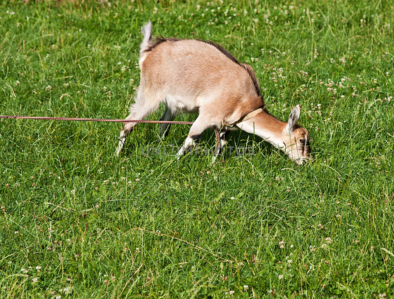 Goat grazed on a meadow