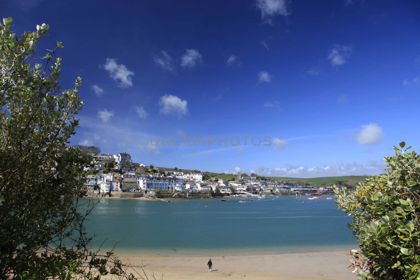 Tree over the beach on the shore at Salcombe by olliemt