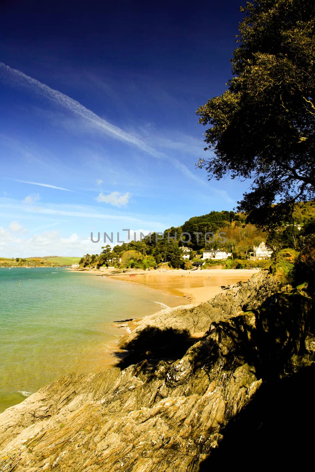 Tree over the beach on the shore at Salcombe by olliemt