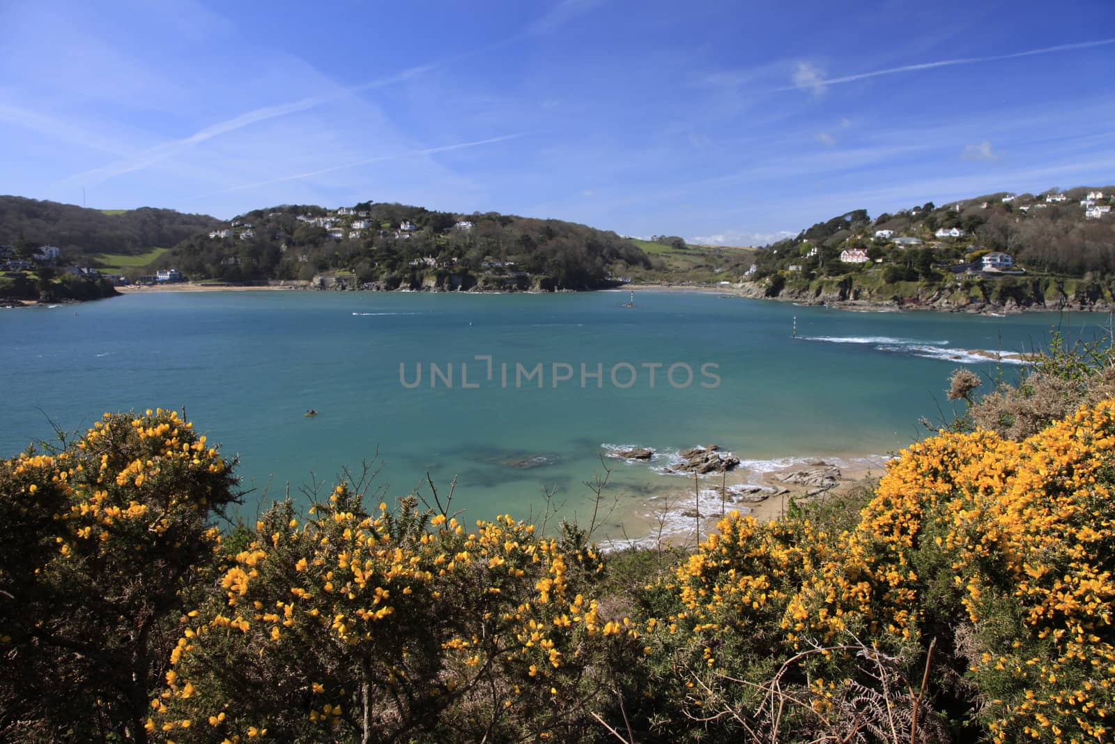 Tree over the beach on the shore at Salcombe by olliemt