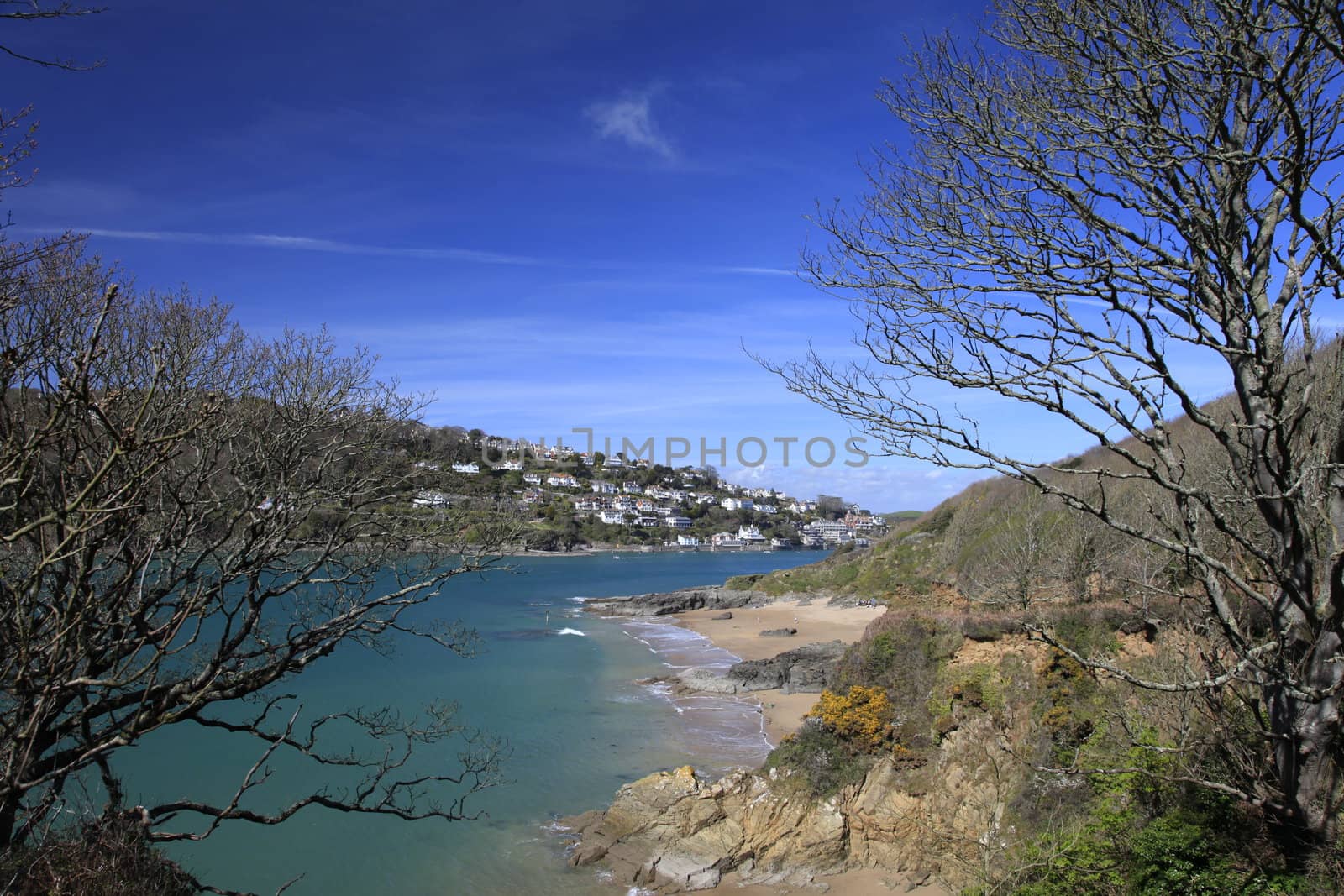 Tree over the beach on the shore at Salcombe by olliemt
