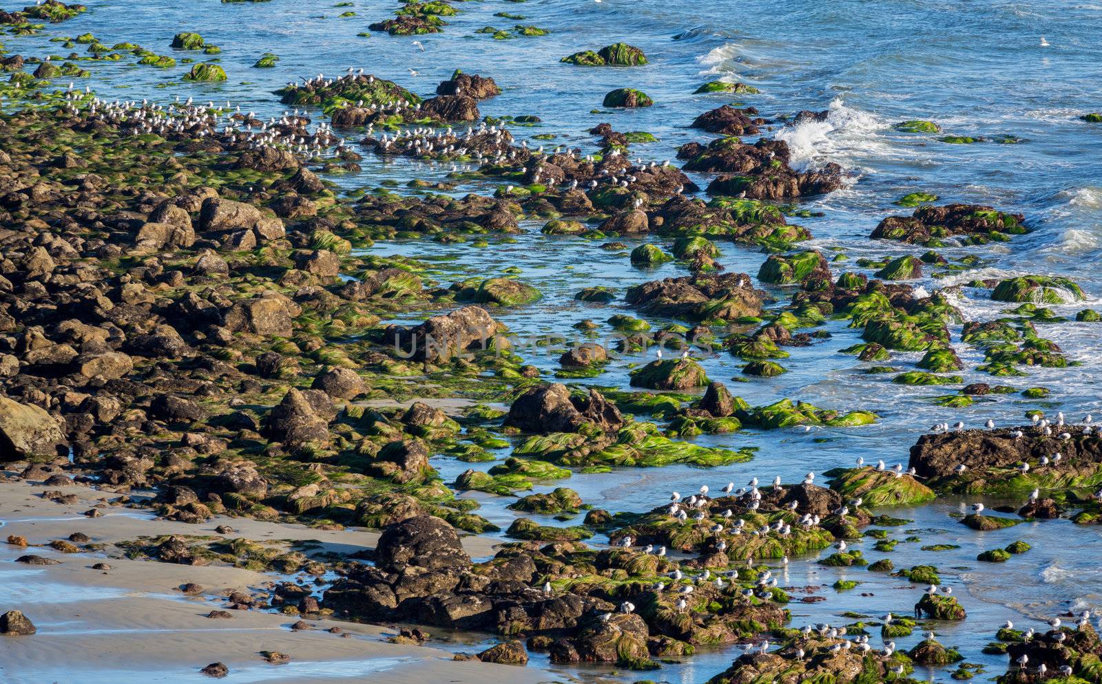Many seabirds on seaweed covered rocks by ocean on El Matador State Beach Malibu California