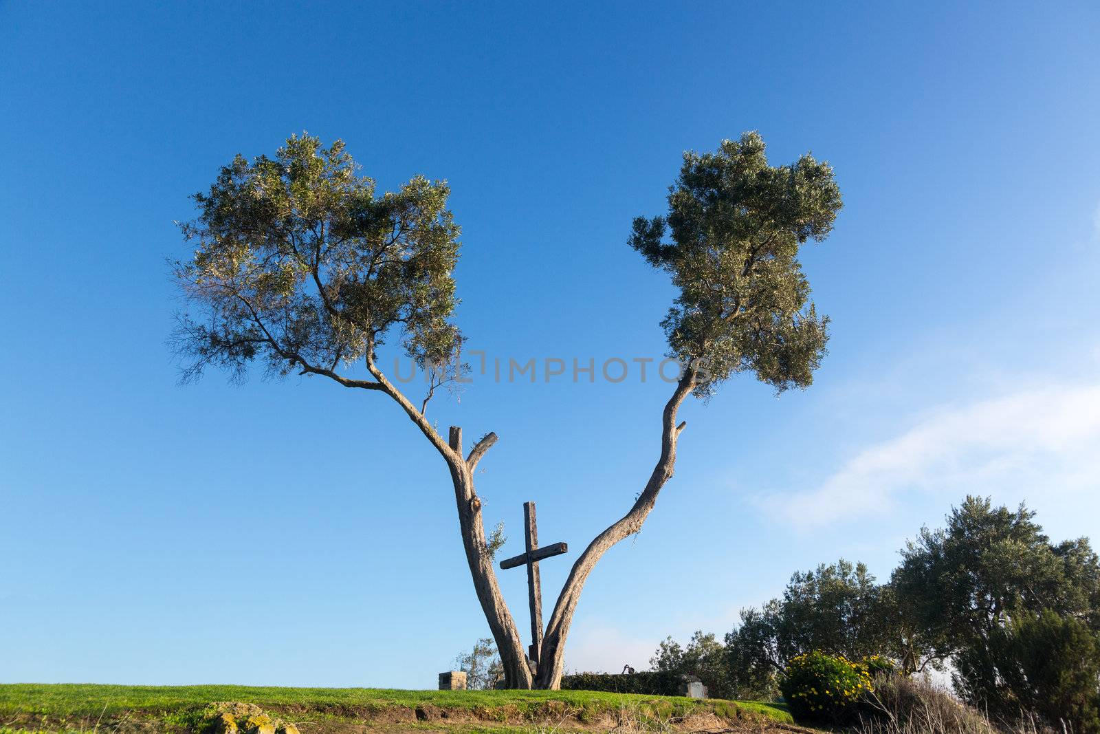 Serra Cross in Grant Park in Ventura California set between fork in tree on overlook