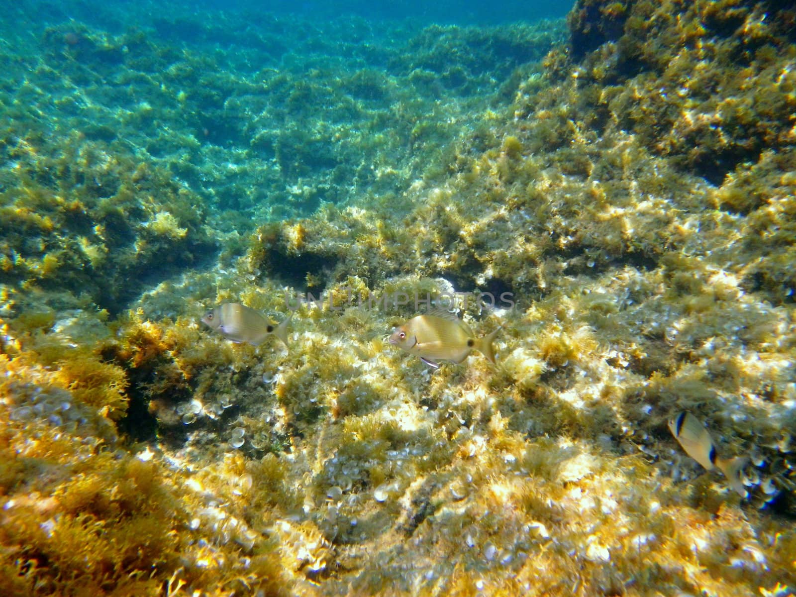 Sea bottom with fish