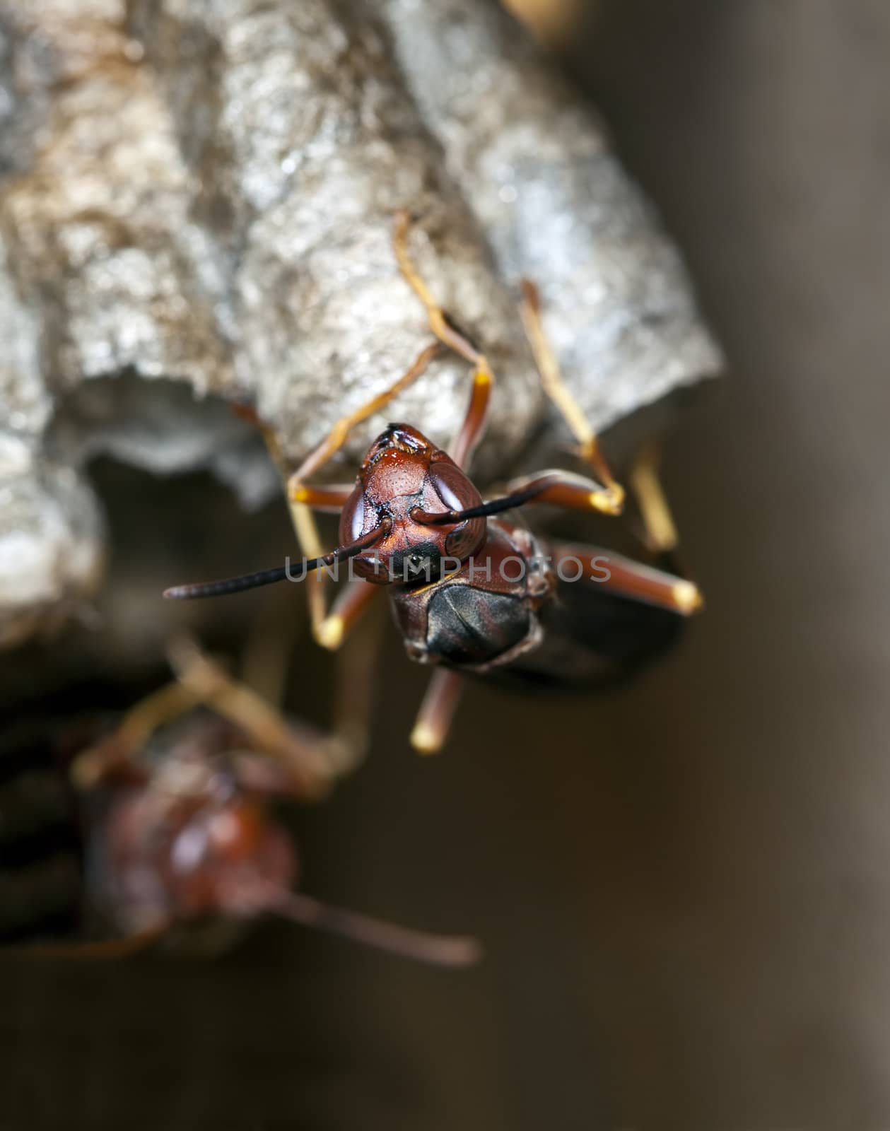 A macro shot of a wasp on its nest.