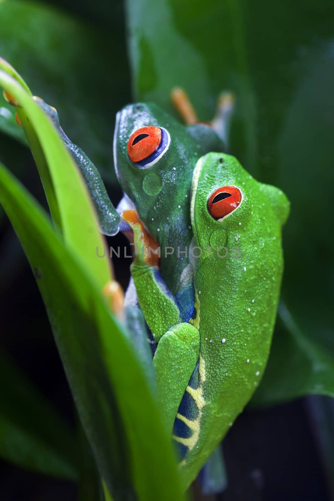 A close up shot of a mating pair of Red Eyed Tree Frogs Agalychnis callidryas in the jungle.