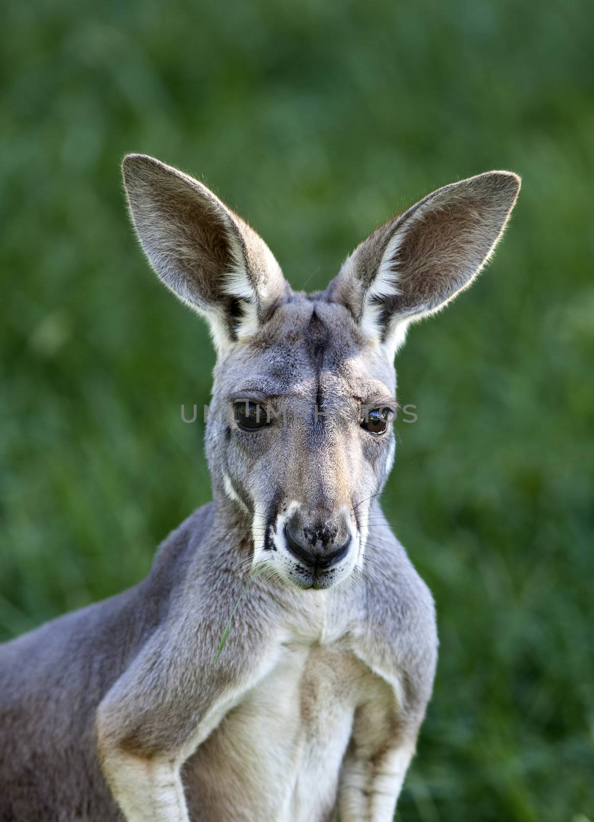 A close up shot of a female Red Kangaroo (Macropus rufus) looking at the camera.