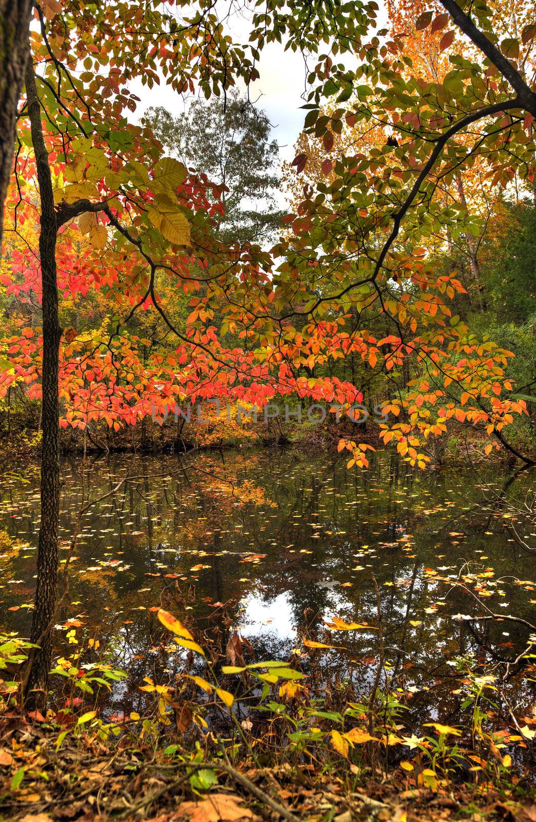 Fall leaves shine over a pond on an Arkansas trail.