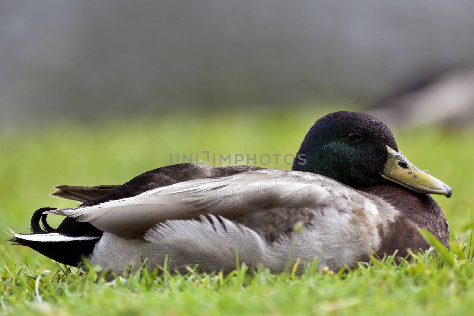 A close up shot of a male Mallard wild duck (Anas platyrhynchos)