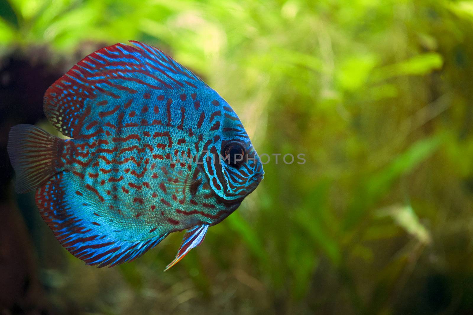 A colorful close up shot of a Discus Fish