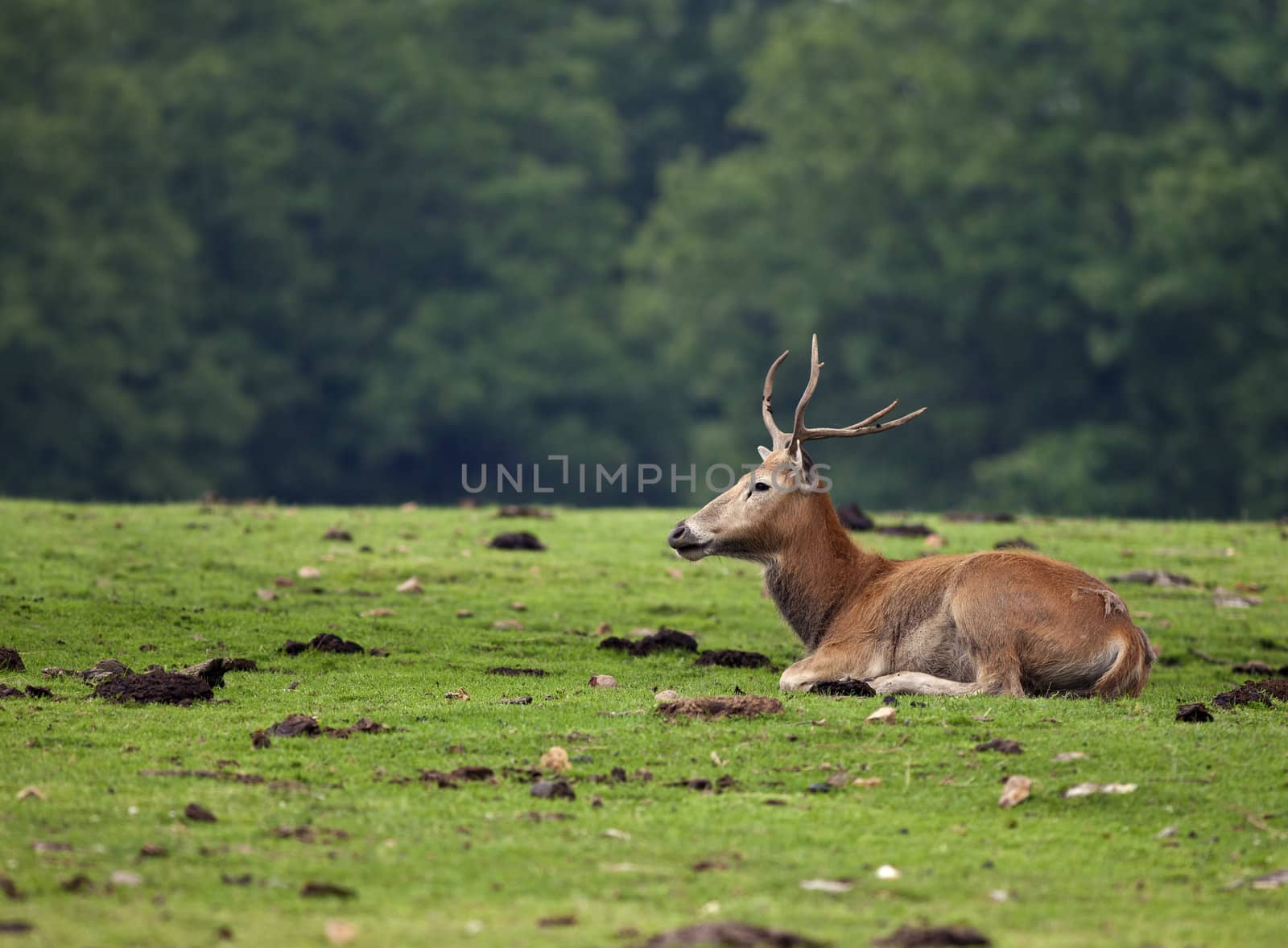 A red deer laying in an open field with the wooded trees in the background.