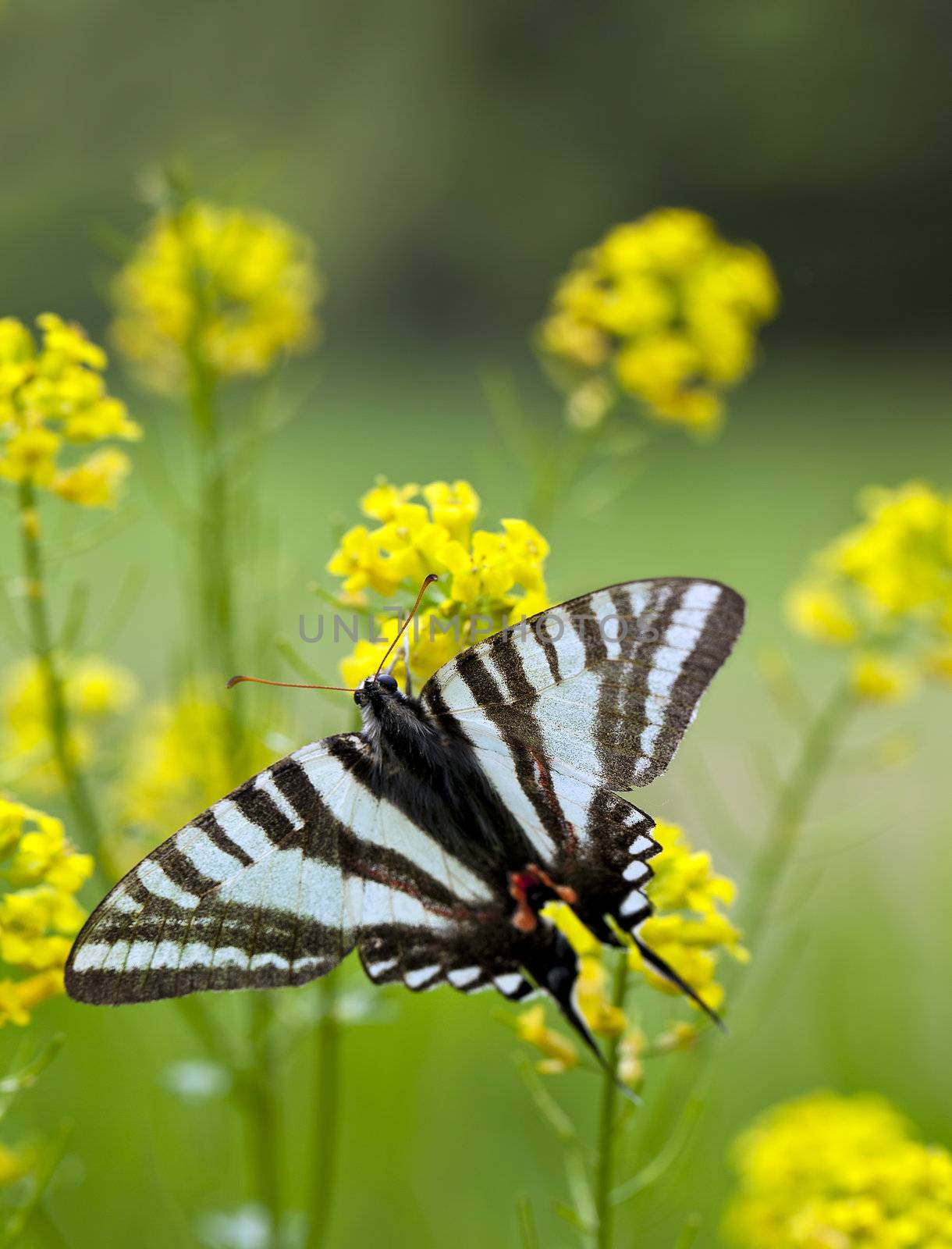 A close up shot of a Zebra Swallowtail Butterfly (Protographium marcellus) on some yellow flowers.