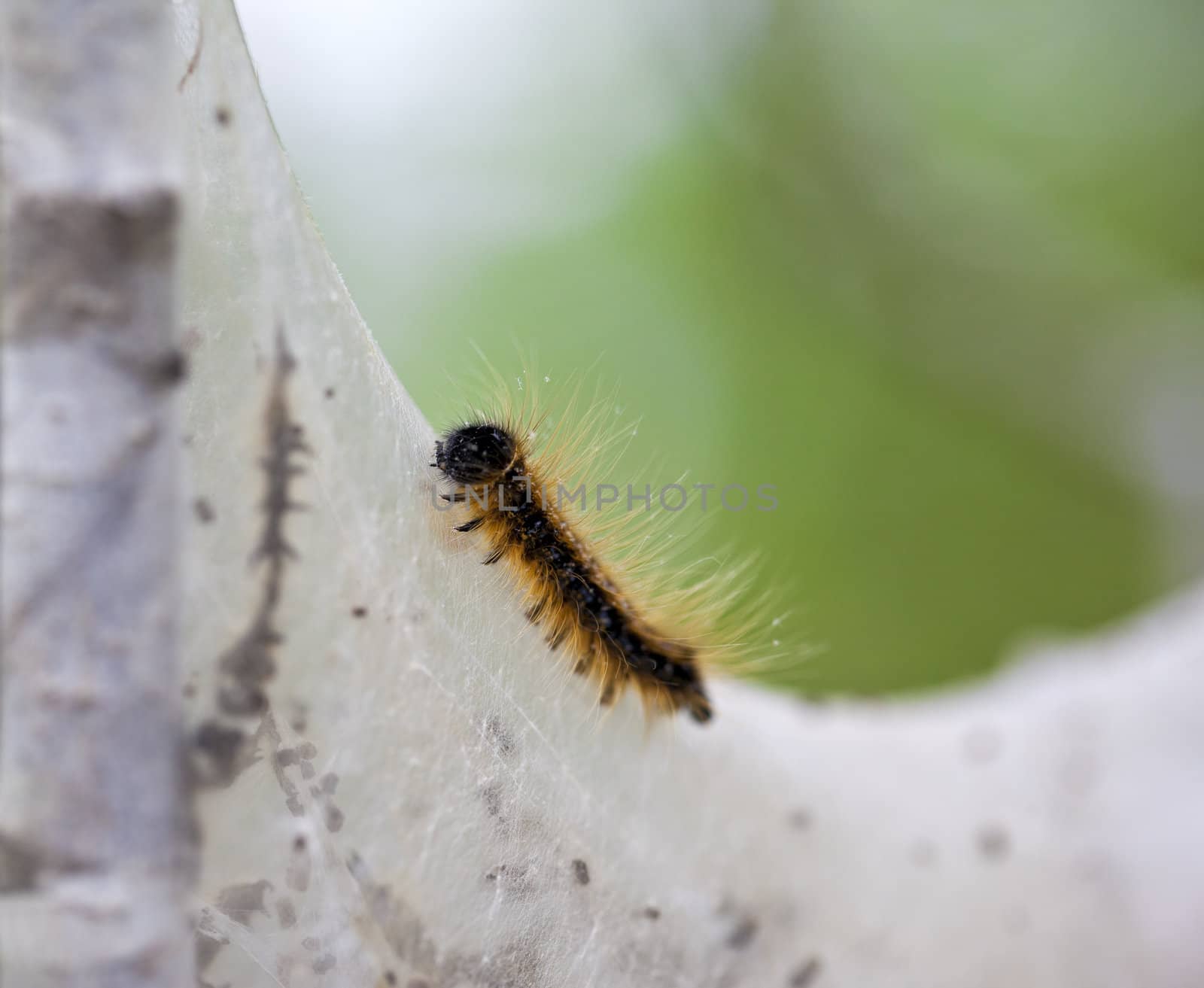 A macro shot of a Tent Caterpillar crawling on the outside of its nest with room for copyspace.