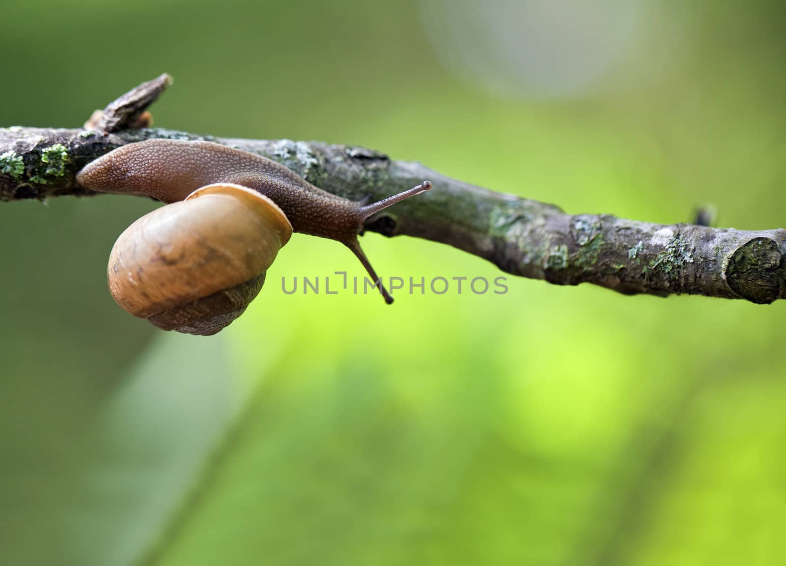 A close up shot of a snail climbing along a branch of a tree.