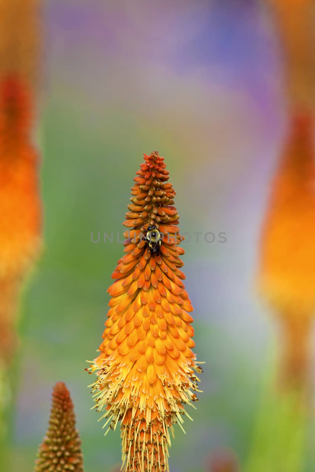 A close up of a Torch Lily flower (Kniphofia), also called the Tritoma, Red hot poker, or Poker plant, with a bumblebee on it