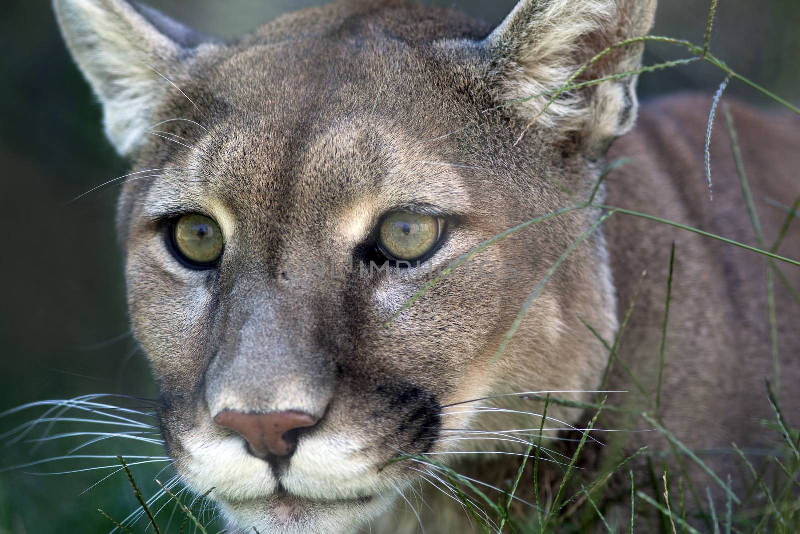 A close up shot of a mountain lion (Puma concolor) laying in the grass stalking its prey.