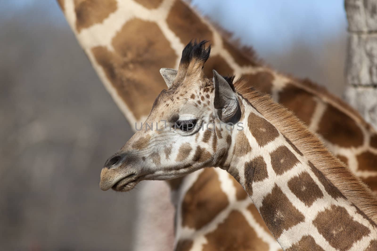 A close up shot of a young giraffe (Giraffa camelopardalis) with its mother just behind.