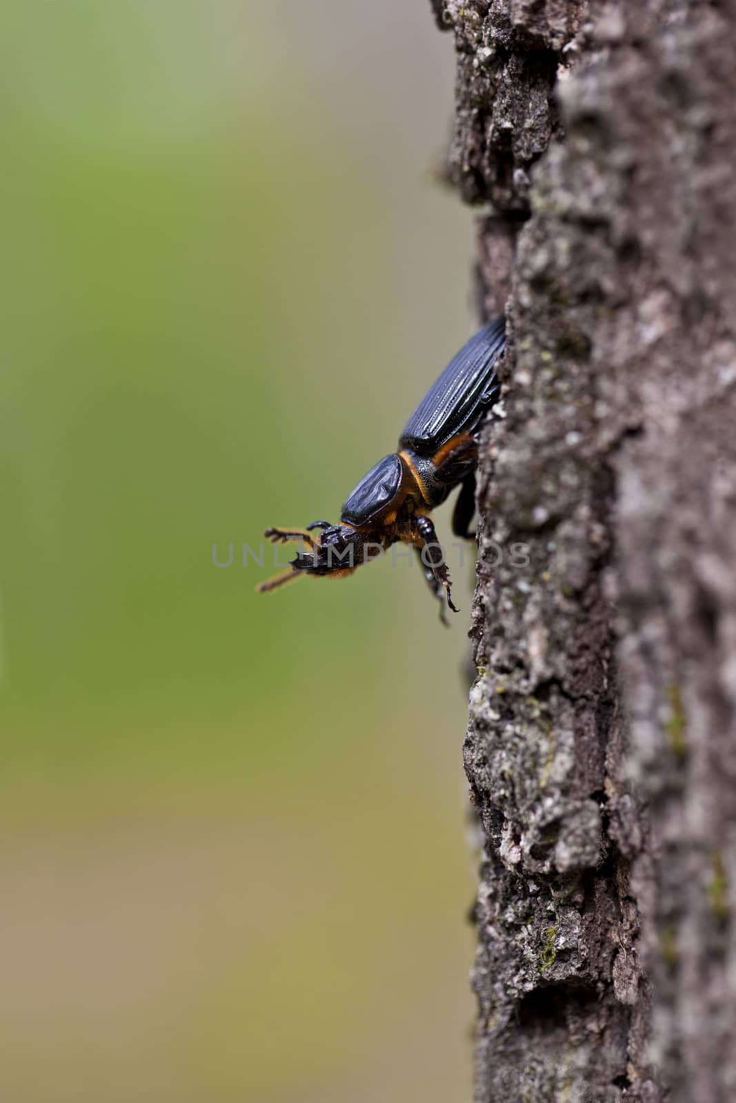 A macro shot of a patent-leather beetle also known as the Jerusalem beetle (Odontotaenius disjunctus) on the side of a tree with room for copy space.