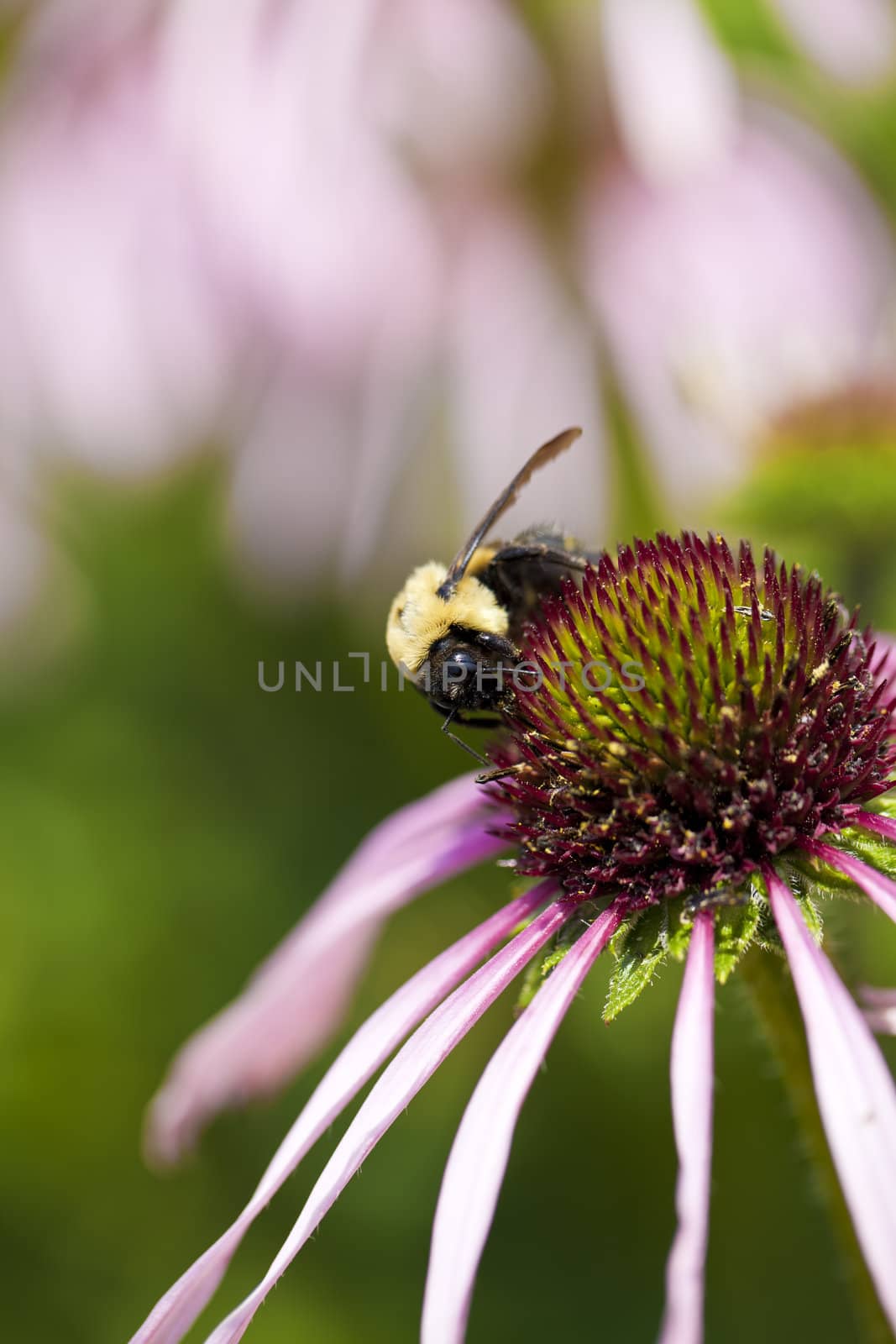 Bumblebee by macropixel