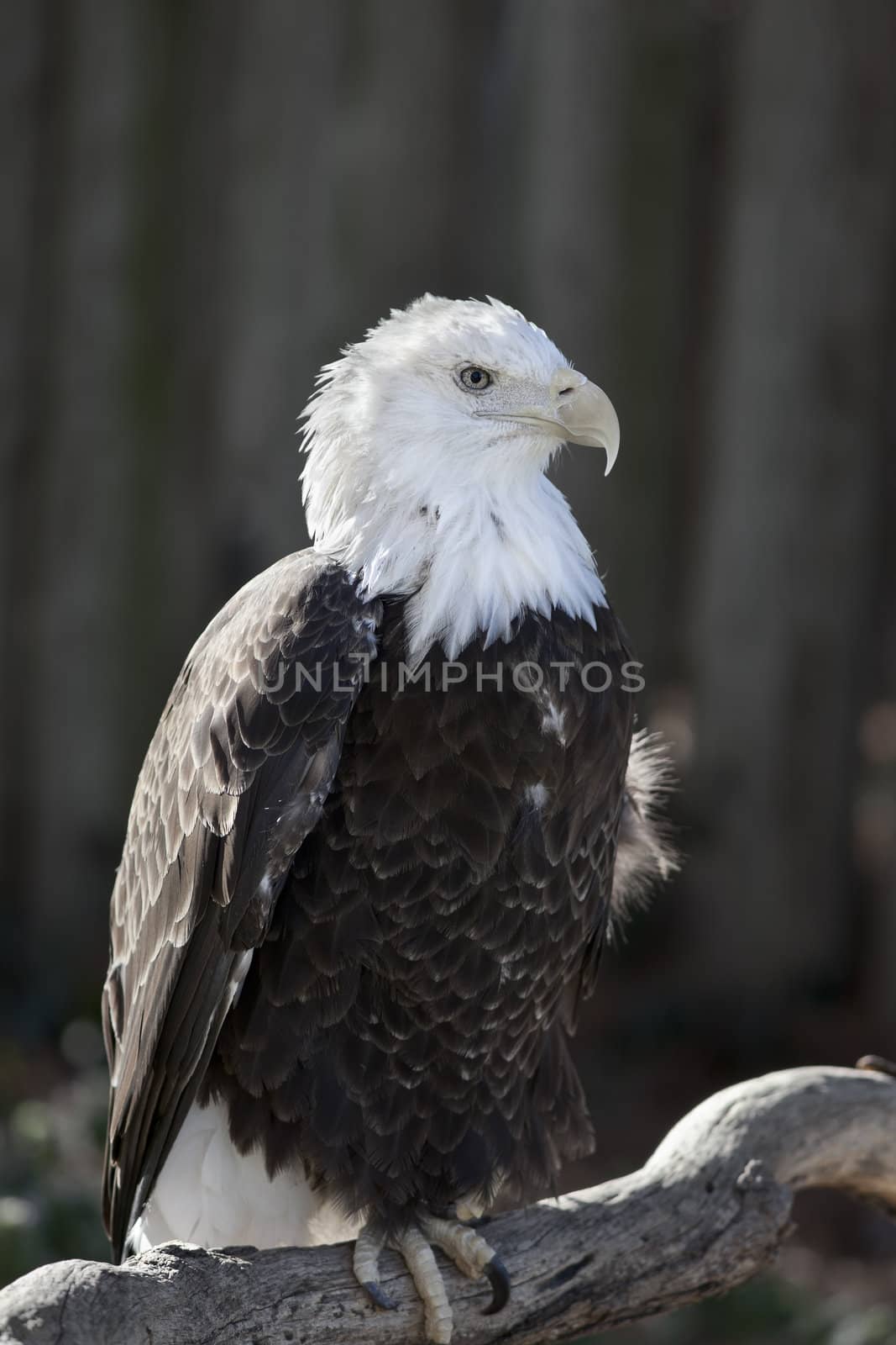 Bald Eagle by macropixel