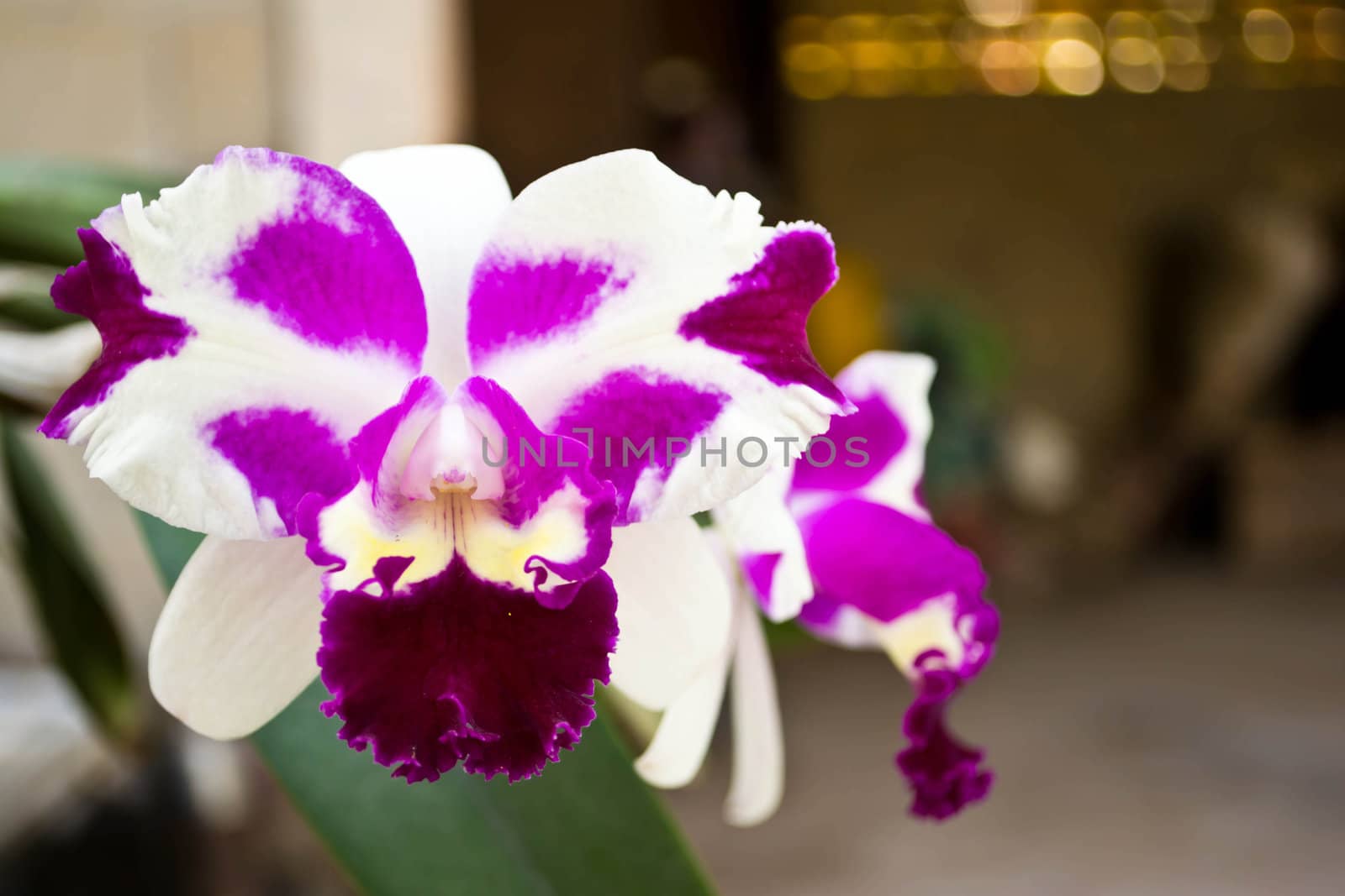 Orchid