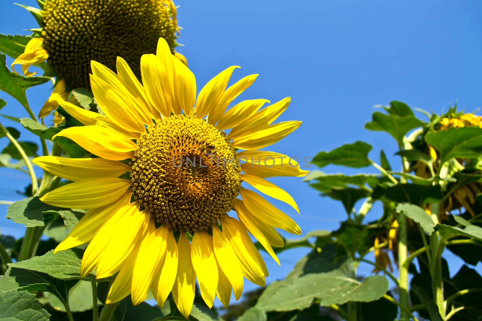 sunflowers at the field