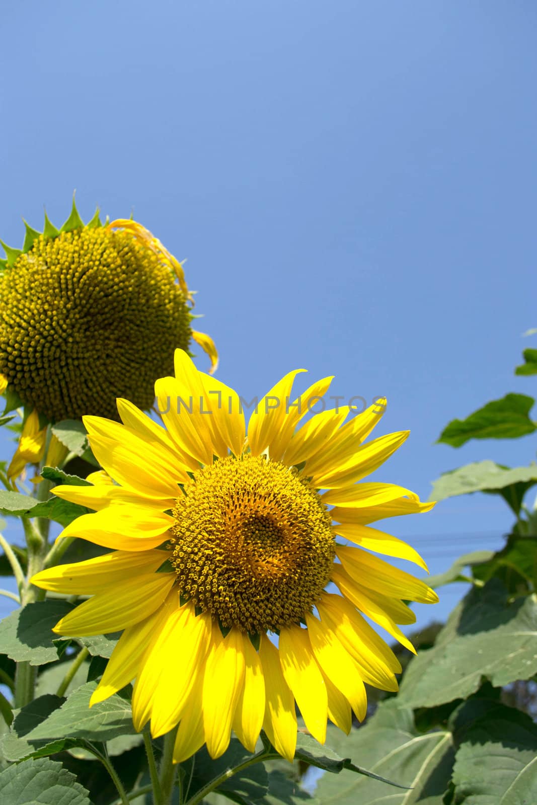 sunflowers at the field