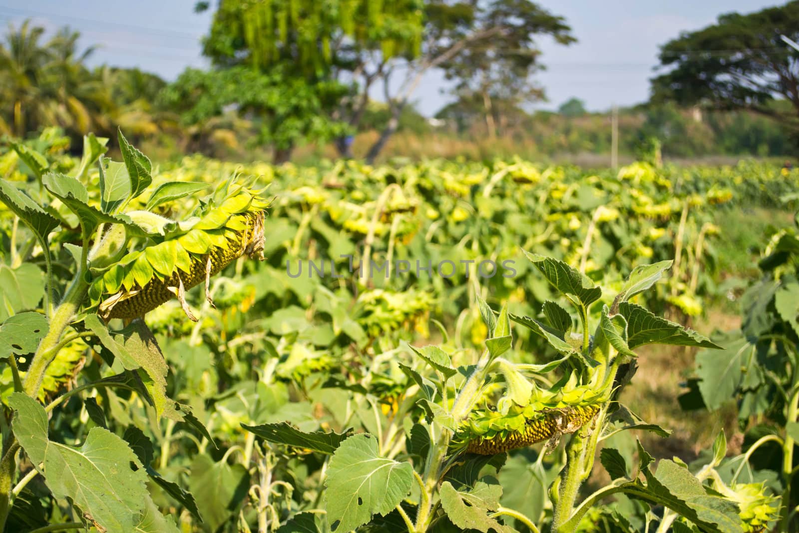 sunflowers at the field