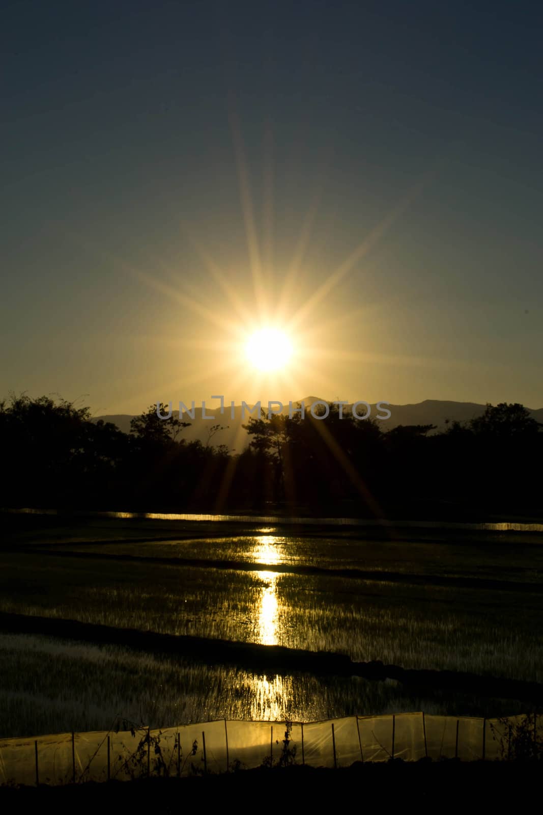Terrace rice fields in evening sunset