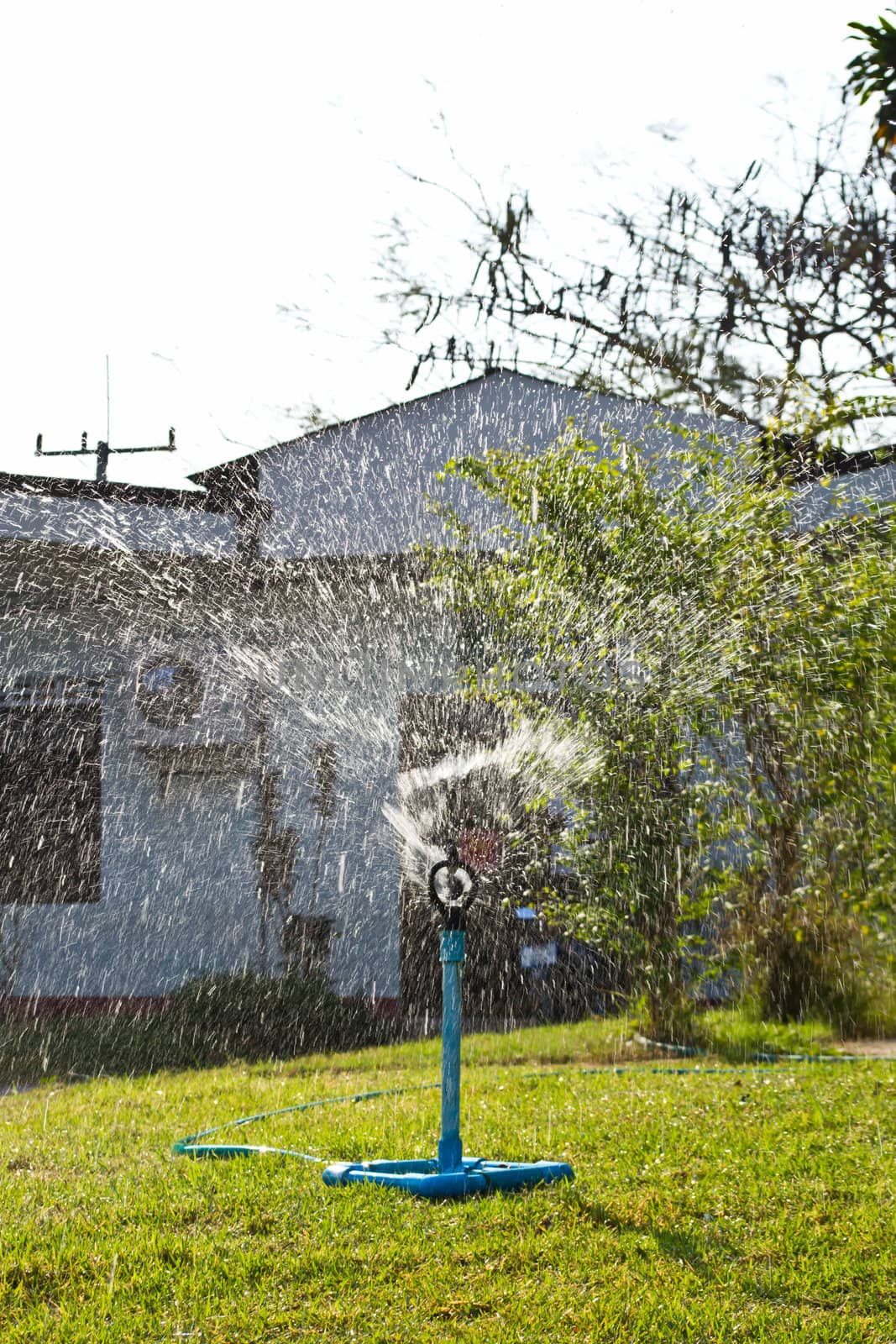 Water from the sprinkler