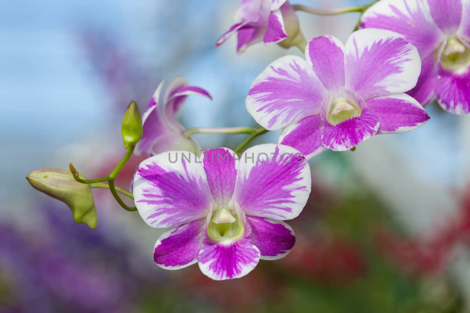 Close up of Purple orchids