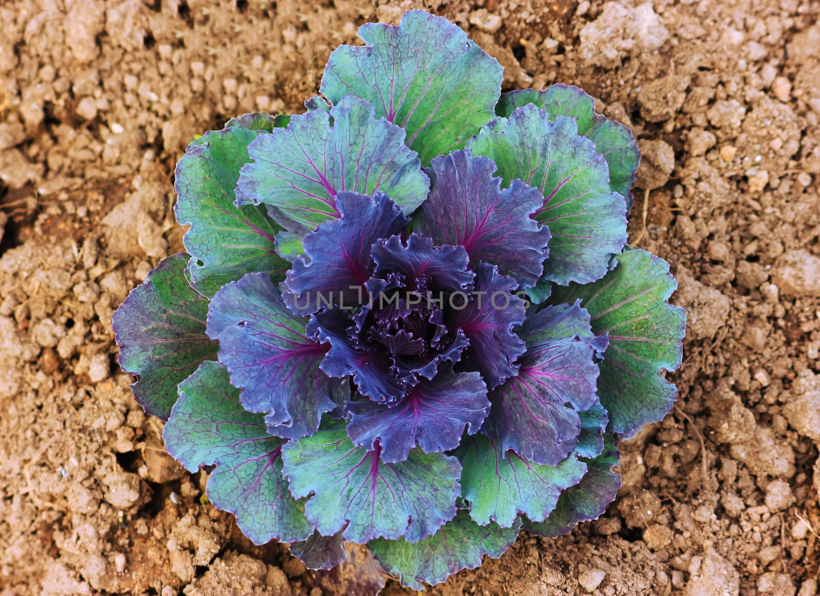Purple flowering cabbage vegetable in the garden